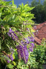 Spring purple wisteria