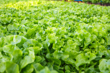 Organic hydroponic vegetable cultivation farm