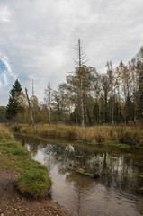 Autumn landscape with trees near the water in surrounding area of Saint-Petersburg
