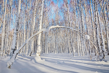 Beautiful scene of winter forest in bright sunny day