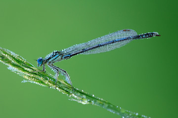 blue dragonfly