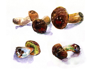 Mushrooms on a white background