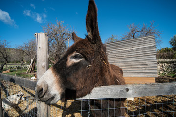 Donkey on a farm
