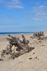 Fototapeta na wymiar Spiaggia atlantica con tronchi