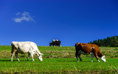 Fototapeta na wymiar French cows on green field pasturage