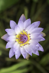 Obraz premium Nymphaea lotus Linn.