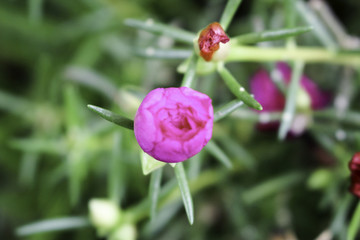Portulaca oleracea