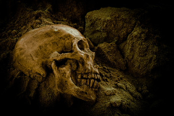 Still life of skull