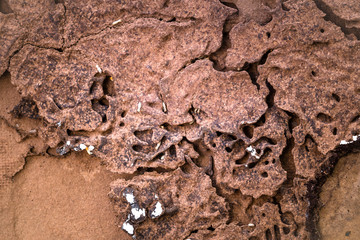 Termites swarm