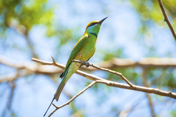 European bee-eater, on the branch