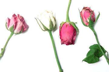 Obraz premium dried roses flower