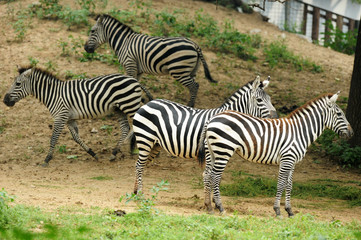 Fototapeta na wymiar Couple of zebras playing on the ground 