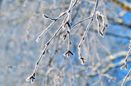 frosted branch