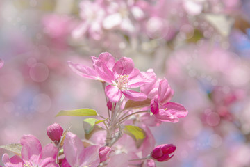 Fototapeta na wymiar tree sakura plum pink blossom springtime