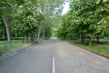 Fototapeta na wymiar carretera bajo los arboles