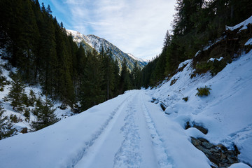 Snowy road through fir forest