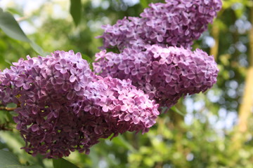 buddleia