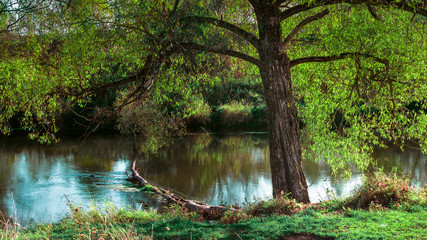 Fototapeta na wymiar Tree beside the river