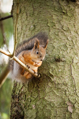 Eurasian red squirrel in the tree