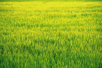 Obraz na płótnie Canvas Yellow and green paddy field