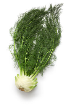 fresh finocchio, florence fennel bulb isolated on white background