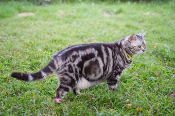 american short hair cat walk in the grass field