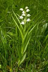 White flower - Narrow-leaved Helleborine or Sword-leaved Helleborine (Cephalanthera longifolia)