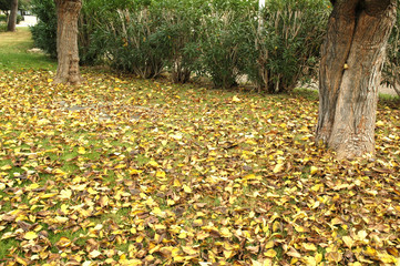 Automne : les feuilles caduques sont tombées