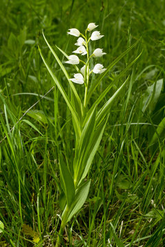 Fototapeta White flower - Narrow-leaved Helleborine or Sword-leaved Helleborine (Cephalanthera longifolia)