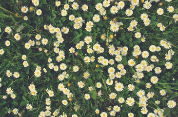 White and yellow chamomile flowers on green grass, shot from directly above. Image filtered in faded, retro, Instagram style; nostalgic, vintage spring concept. Can be used as floral texture. - 99699317