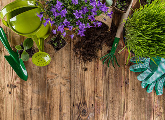 Gardening tools and flowers on wooden background