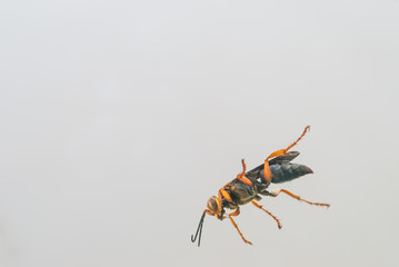 Bottom view of wasp