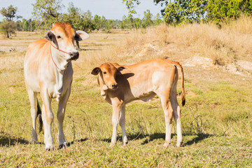 cow asia animal forest