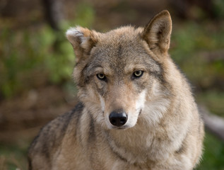 grey wolf close up portrait