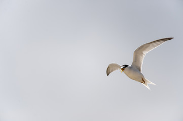 Least Tern wings high