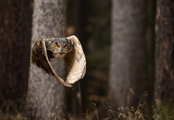Eurasian Eagle Owl