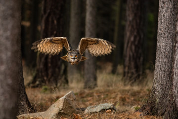 Eurasian Eagle Owl