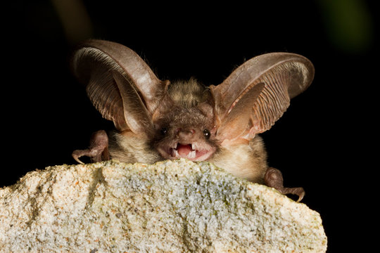 Grey long eared bat resting