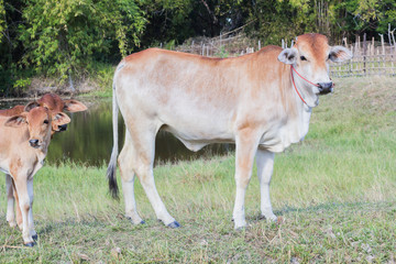 cow asia animal forest