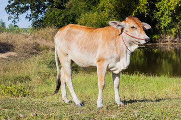 cow asia animal forest