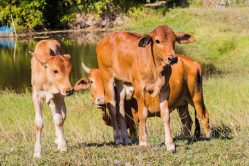 cow asia animal forest