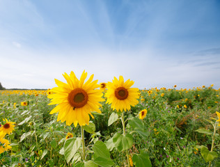 sunflowers at the field in summer