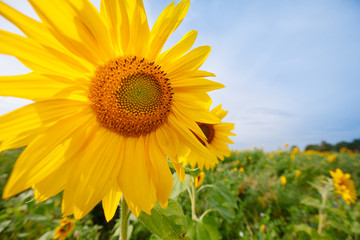 sunflowers at the field in summer