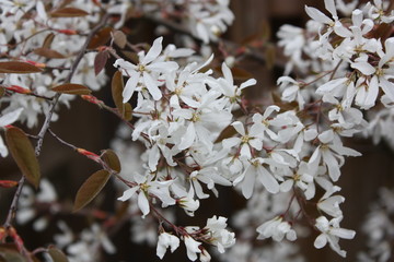 amelanchier