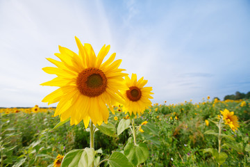 sunflowers at the field in summer