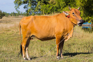 cow asia animal forest