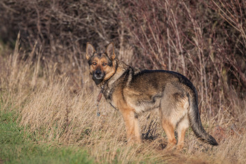 Deutscher Schäferhund