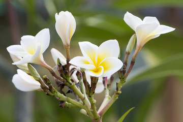 plumeria flowers, soft focused