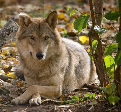 grey wolf close up portrait