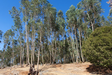 Eucalyptus forest in Ethiopia
